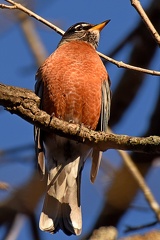 American Robin