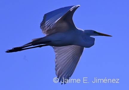 Great Egret