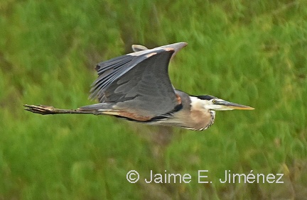 Great Blue Heron