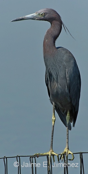 Little_Blue_Heron_Egretta_caerulea_LELA_TX_5.jpg