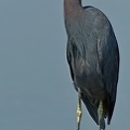 Little Blue Heron