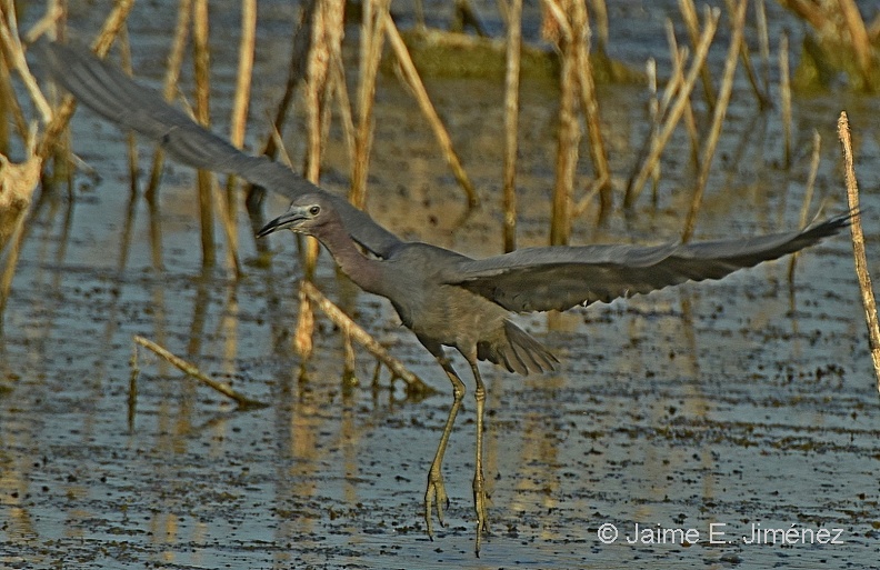 Little_Blue_Heron_Egretta_caerulea_LLELA_TX.JPG