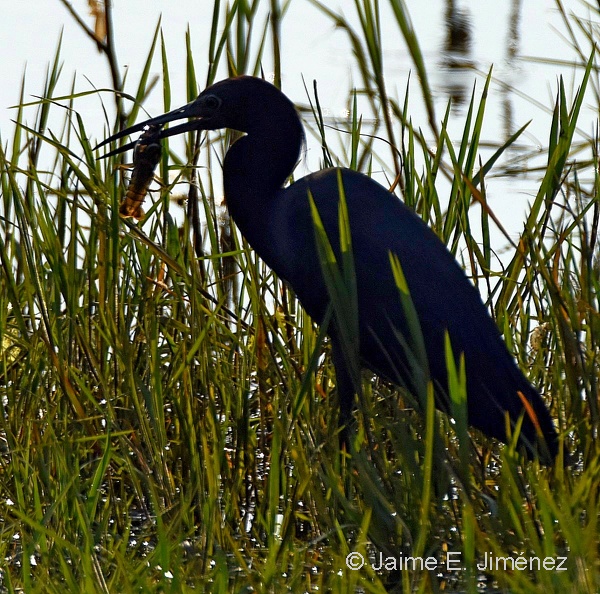 Little_Blue_Heron_Egretta_caerulea_LLELA_TX_10.jpg