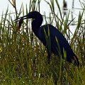 Little Blue Heron 