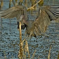 Little Blue Heron