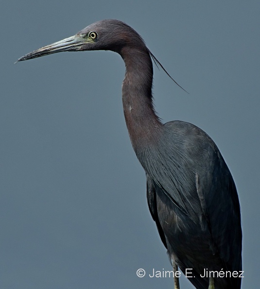 Little_Blue_Heron_Egretta_caerulea_LLELA_TX_3.jpg