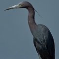 Little Blue Heron