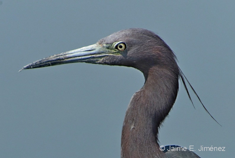 Little_Blue_Heron_Egretta_caerulea_LLELA_TX_4.jpg