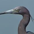 Little Blue Heron