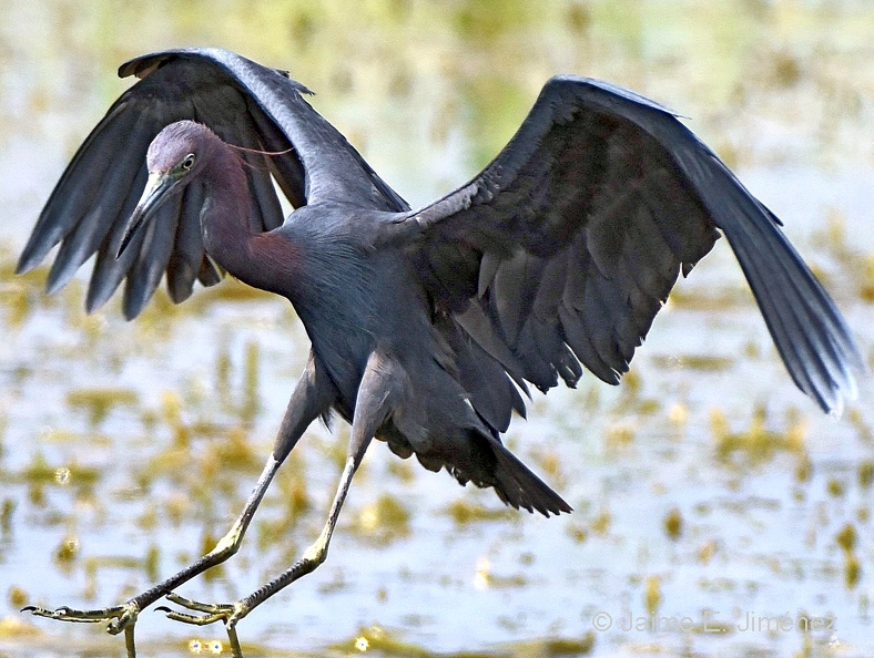 Little_Blue_Heron_Egretta_caerulea_LLELA_TX_7.jpg