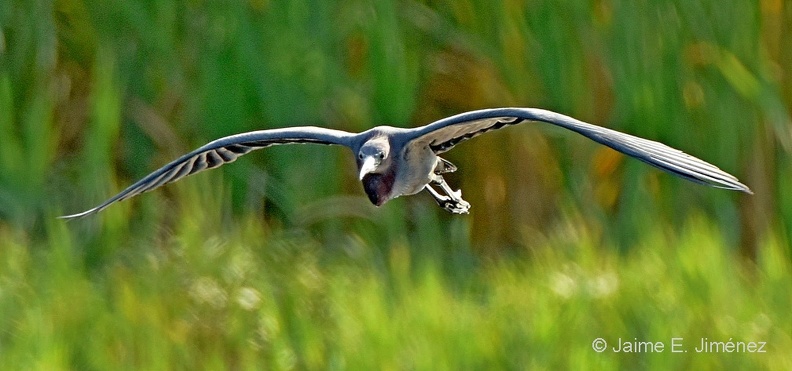 Little_Blue_Heron_Egretta_caerulea_LLELA_TX_9.jpg