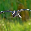 Little Blue Heron