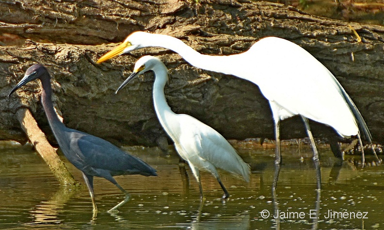 Little_Blue_Heron_Egretta_caerulea_Snowy_Egret_Egretta_thula_Great_Egret_Ardea_alba_LLELA_TX.jpg