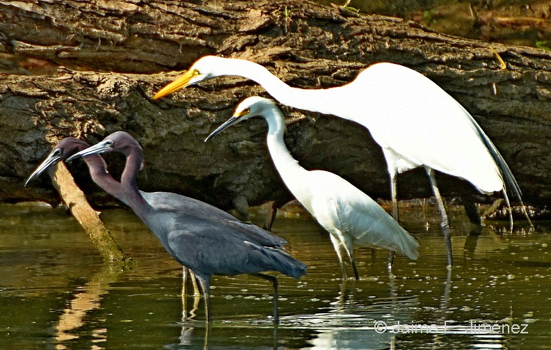 Little_Blue_Heron_Egretta_caerulea_Snowy_Egret_Egretta_thula_Great_Egret_Ardea_alba_LLELA_TX_2.jpg