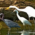 Little Blue Herons Snowy Egret Great Egret