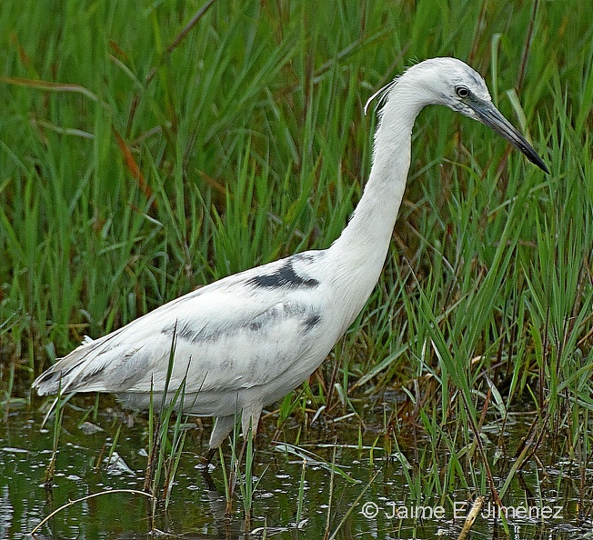 Little_Blue_Heron_juvenile_Egretta_caerulea_LLELA_TX.jpg