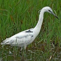 Little Blue Heron juvenile
