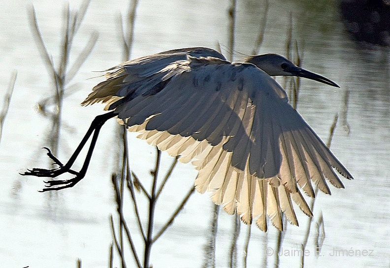 Little_Blue_Heron_juvenile_Egretta_caerulea_LLELA_TX_11.jpg
