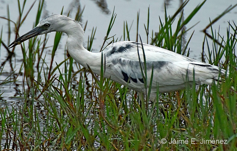 Little_Blue_Heron_juvenile_Egretta_caerulea_LLELA_TX_2.jpg