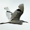 Little Blue Heron juvenile