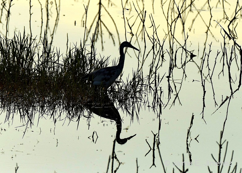 Little_Blue_Heron_juvenile_Egretta_caerulea_LLELA_TX_8.jpg