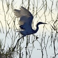 Little Blue Heron juvenile