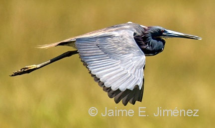 Tricolored Heron