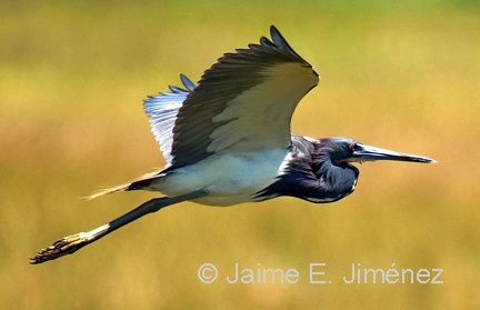 Tricolored Heron
