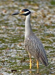 Yellow-Crowned Night-Heron