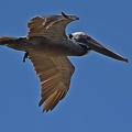 Brown Pelican adult