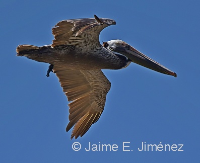 Brown Pelican adult