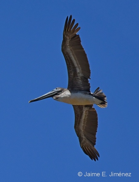 Brown_Pelican_juvenile_Pelecanus_occidentalis_Bolivar_Peninsula_TX.jpg