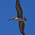 Brown Pelican juvenile