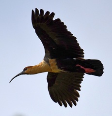 Black-faced Ibis