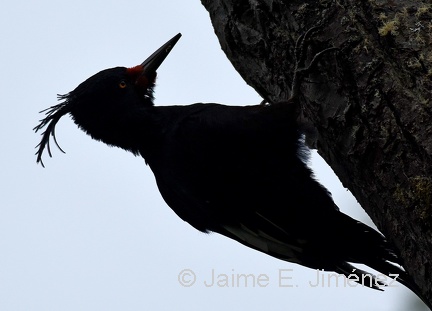 Magellanic Woodpecker female