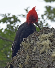 Magellanic Woodpecker male