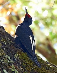 Magellanic Woodpecker female