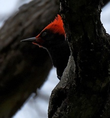 Magellanic Woodpecker male
