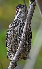 Striped Woodpecker male