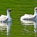Silvery Grebes