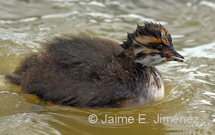 White-tufted Grebe juvenile