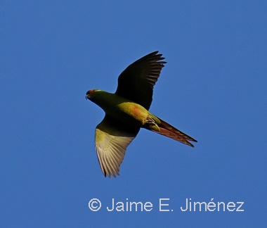 Slender-billed Parakeet