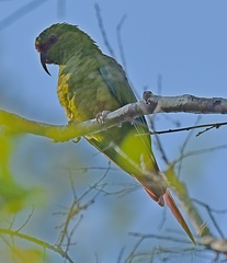 Slender-billed Parakeet