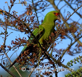 Slender-billed Parakeet Feeding on Ñirre
