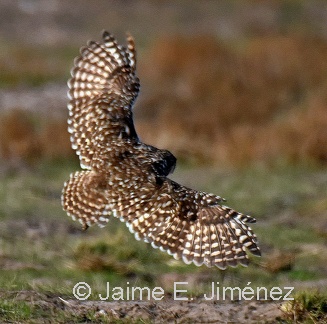 Burrowing Owl