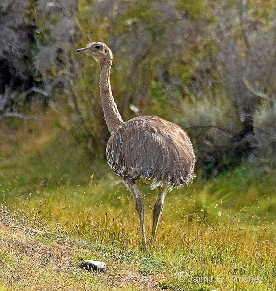 Lesser_rhea_Rhea_pennata_PN_Torres_del_Paine_Chile.jpg