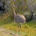Lesser Rhea