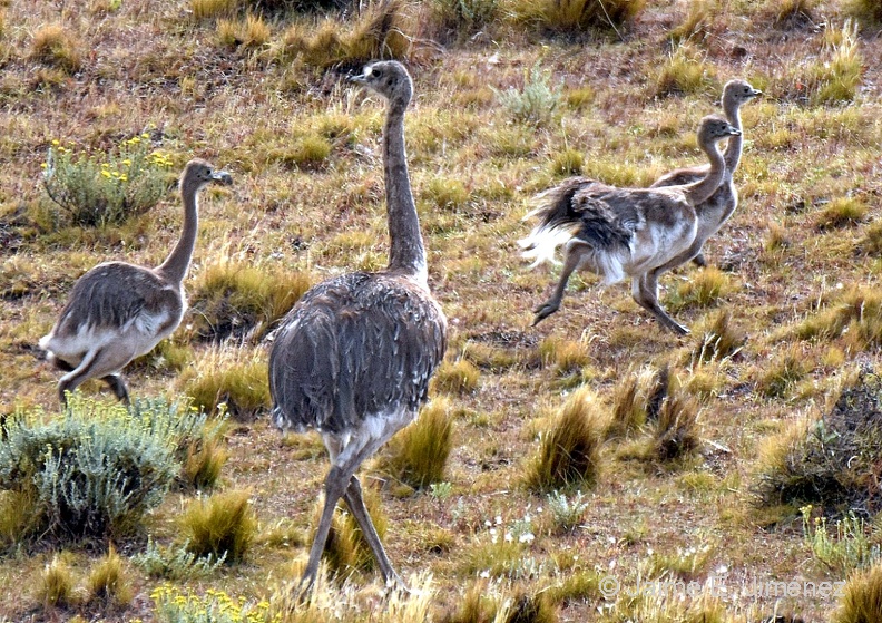 Lesser_rhea_male_juveniles_Rhea_pennata_PN_Torres_del_Paine_Chile.jpg