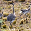 Lesser Rhea male + juveniles