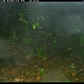 KodKod melanic with prey